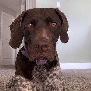 Meet your Posher, Nelson